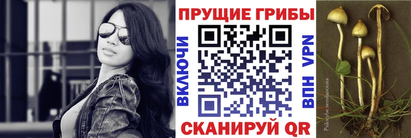 Псилоцибиновые грибы Cubensis  ОМГ ОМГ ссылка  darknet официальный сайт  Новороссийск 